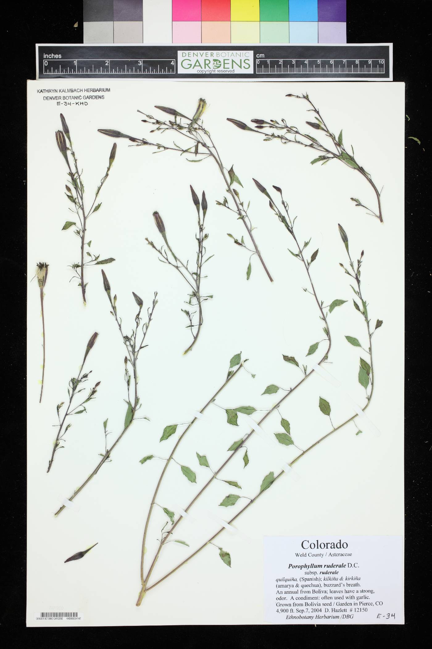 Porophyllum ruderale subsp. ruderale image