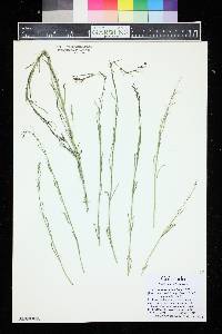 Image of Porophyllum tagetoides