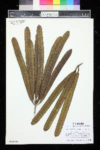 Leucaena esculenta image