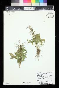 Epilobium hornemannii subsp. hornemannii image