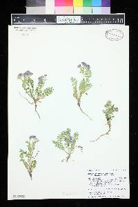 Polemonium pulcherrimum image