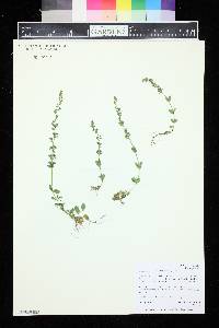 Veronicastrum serpyllifolium image