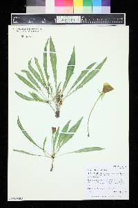 Oenothera flava image