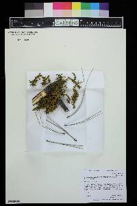 Arceuthobium vaginatum subsp. cryptopodum image