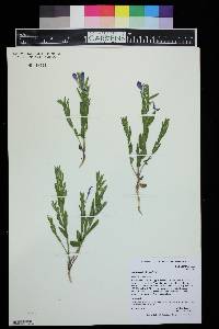 Scutellaria brittonii image