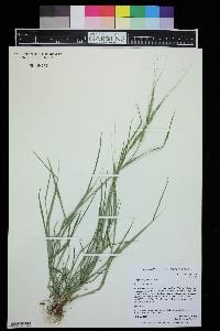 Aegilops cylindrica image