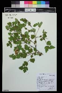 Physocarpus monogynus image