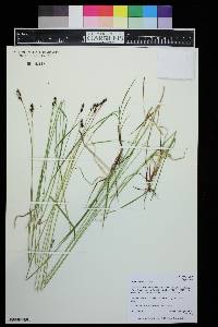 Carex stevenii image