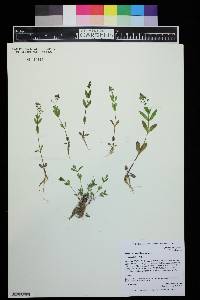 Veronica anagallis-aquatica image