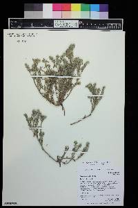 Cryptantha minima image