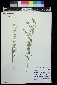 Dalea candida var. oligophylla image