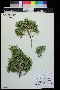 Juniperus monosperma image