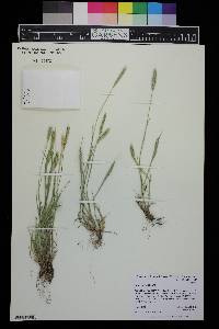 Hordeum pusillum image