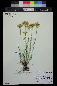 Senecio spartioides image