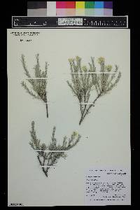 Tetradymia canescens image