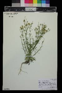 Ipomopsis laxiflora image