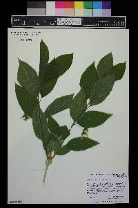 Lonicera involucrata image