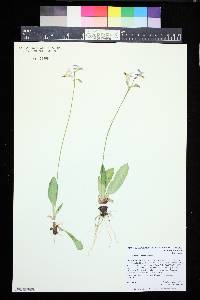 Primula pauciflora image