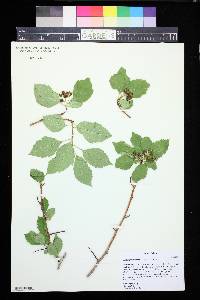 Crataegus succulenta image