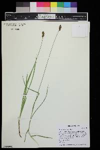 Carex macloviana image