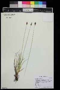 Carex macloviana image