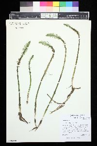 Hippuris vulgaris image