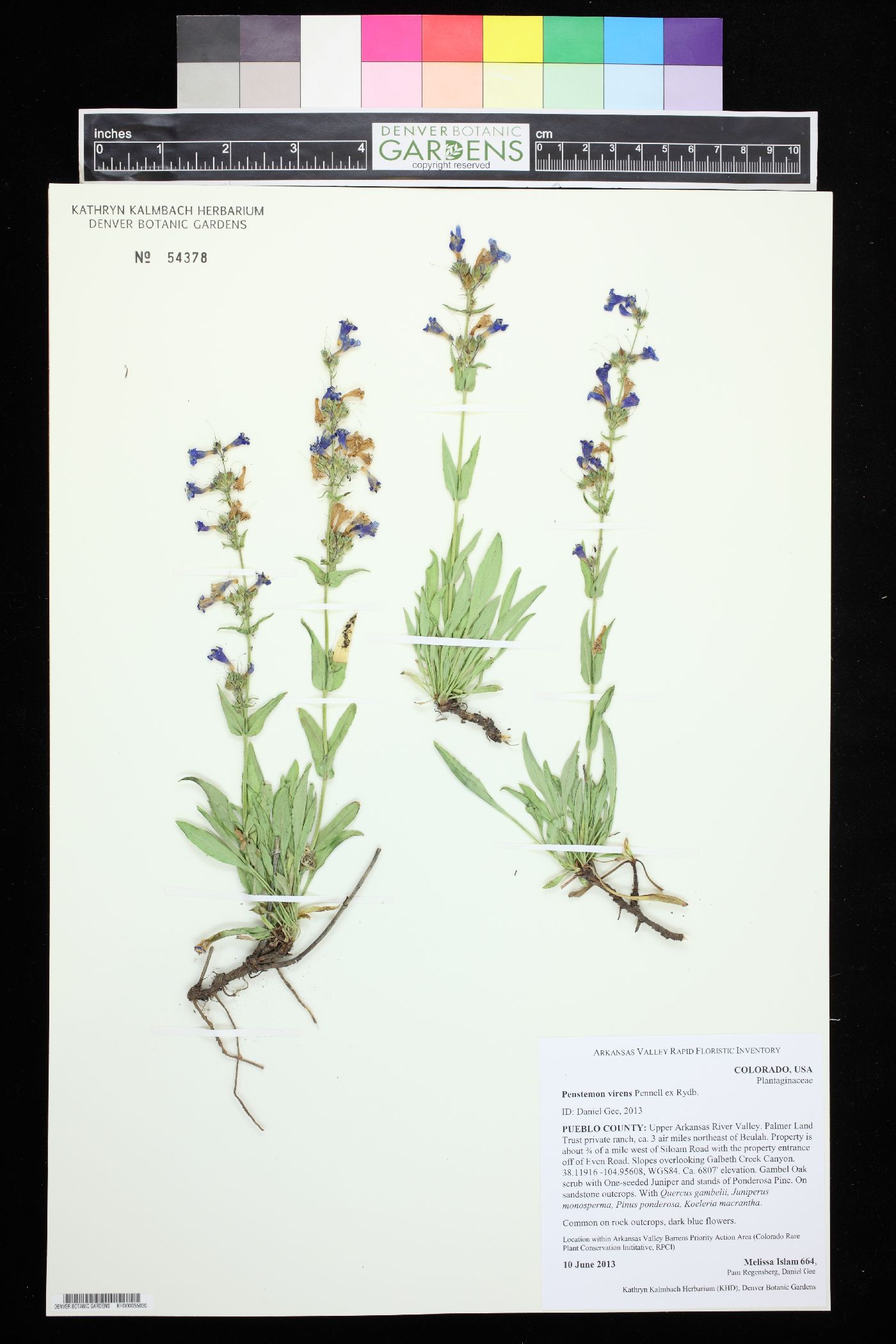 Penstemon virens image