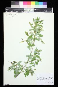 Salix amygdaloides image