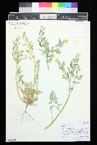 Corydalis aurea subsp. occidentalis image