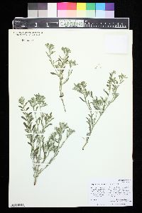 Cryptantha crassisepala image