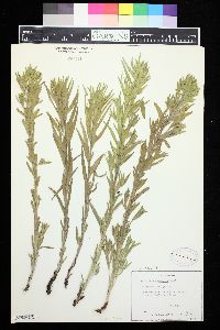 Image of Lithospermum ruderale