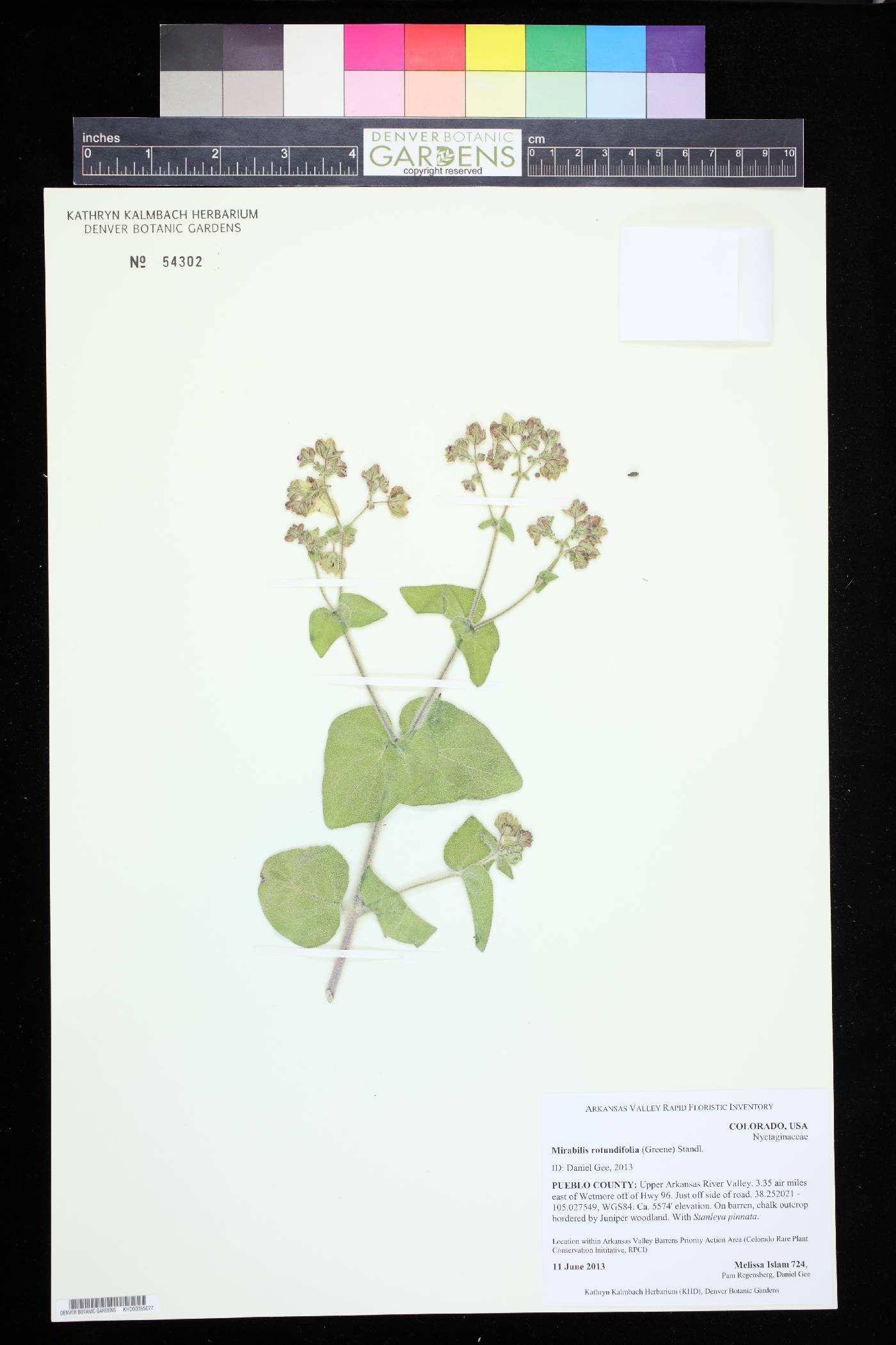 Mirabilis rotundifolia image