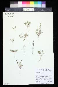 Euphorbia serpillifolia image