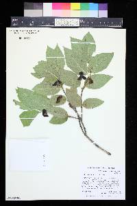 Lonicera involucrata image