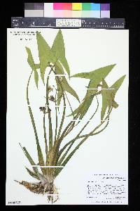 Sagittaria cuneata image