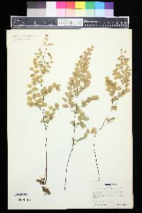 Adiantum capillus-veneris image