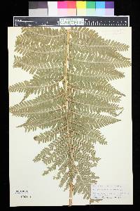 Dryopteris filix-mas image