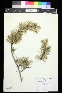 Pinus contorta image