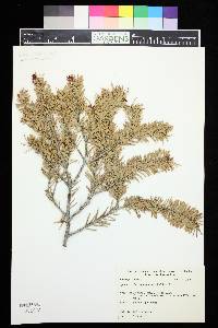 Pseudotsuga menziesii image