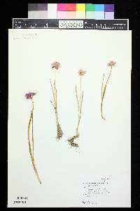 Allium geyeri image