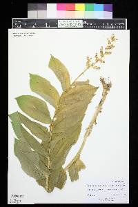 Maianthemum racemosum subsp. amplexicaule image