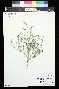 Lappula occidentalis var. occidentalis image