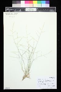 Schedonnardus paniculatus image