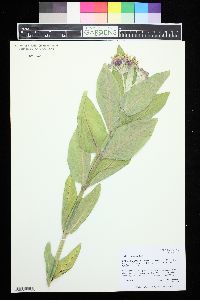 Asclepias speciosa image