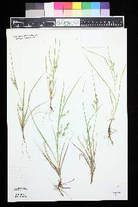 Carex aurea image