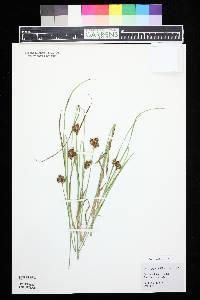 Carex egglestonii image