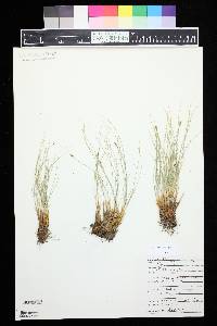 Carex elynoides image