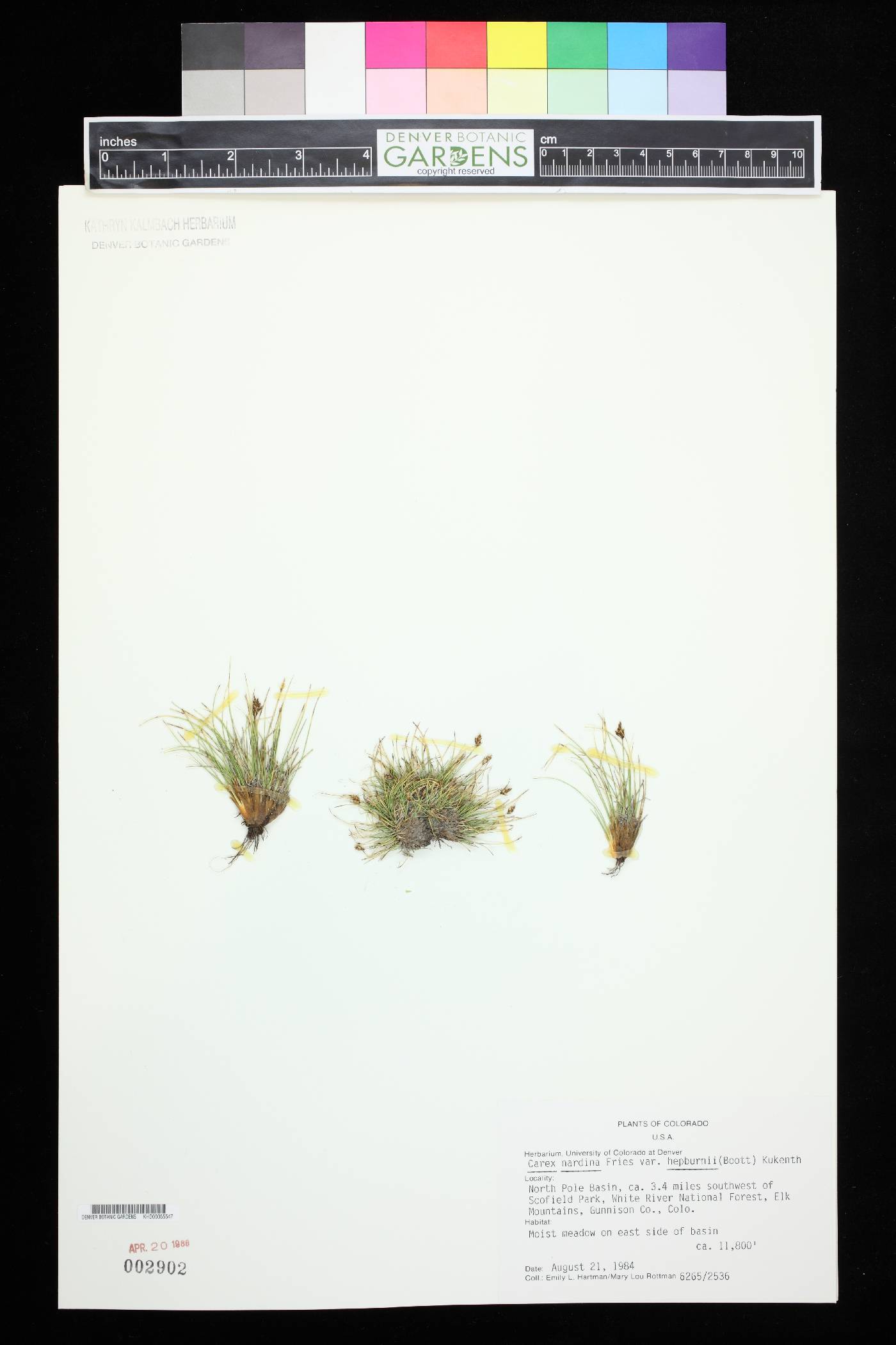 Carex nardina subsp. hepburnii image