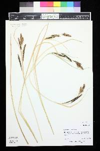 Carex nebrascensis image