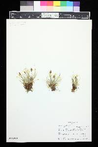 Carex rupestris var. drummondiana image